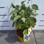 Muchovník jelšolistý (Amelanchier alnifolia) ´SASKATOON BERRY ´®- výška 40-60 cm, kont C4L 